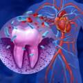 The Surprising Connection Between Your Oral Health and Heart Disease